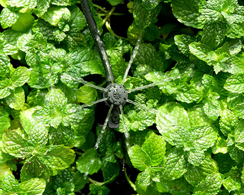 Nawadnianie mikrozraszaczami: zapoczątkowujemy nową erę wydajnego nawadniania oszczędzającego wodę