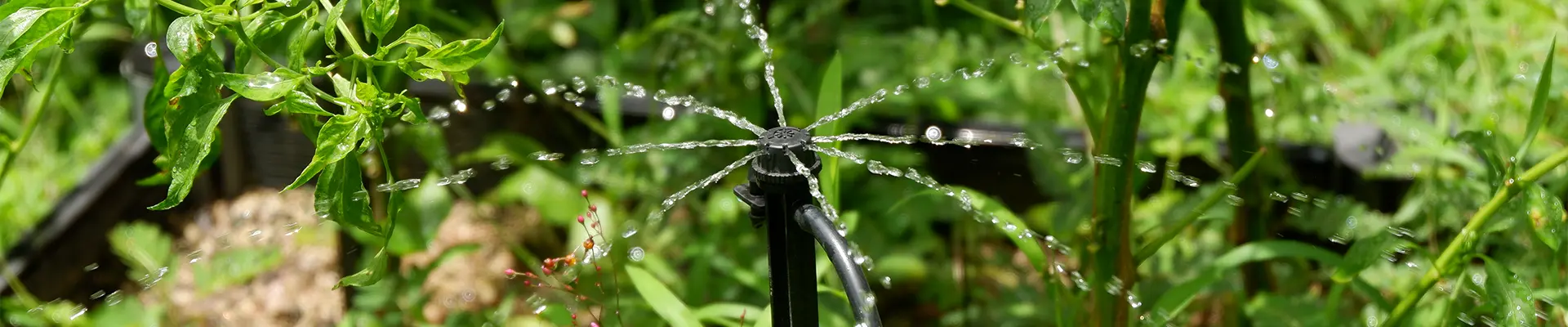 Nawadnianie kroplowe