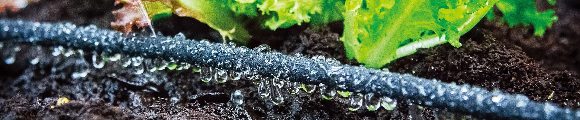 Zestaw do samodzielnego nawadniania