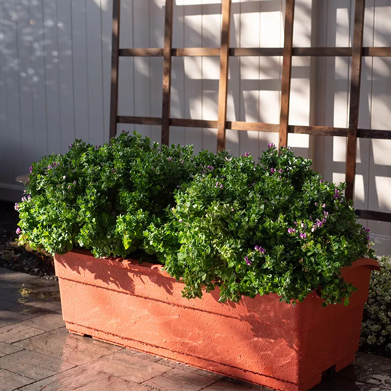 Strugarka samonawadniająca 30L